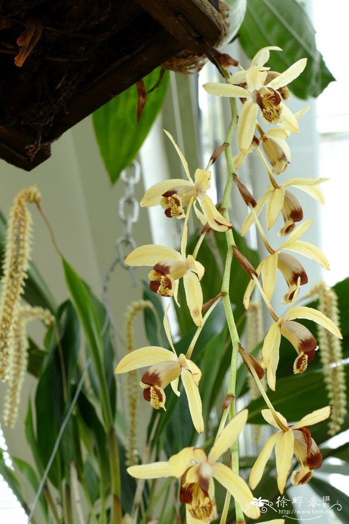 Coelogyne tomentosa