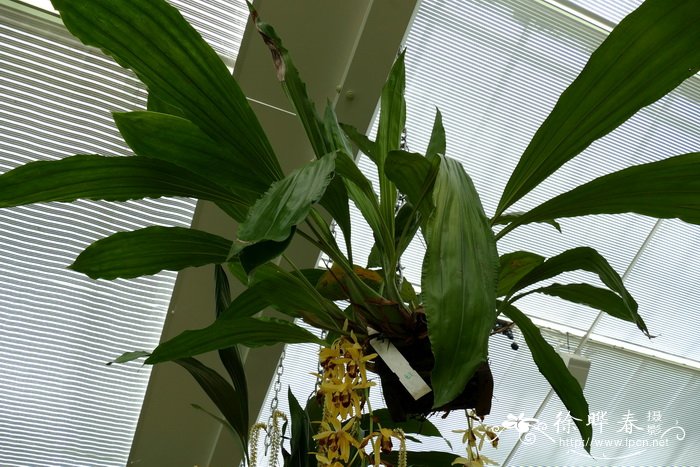 Coelogyne tomentosa