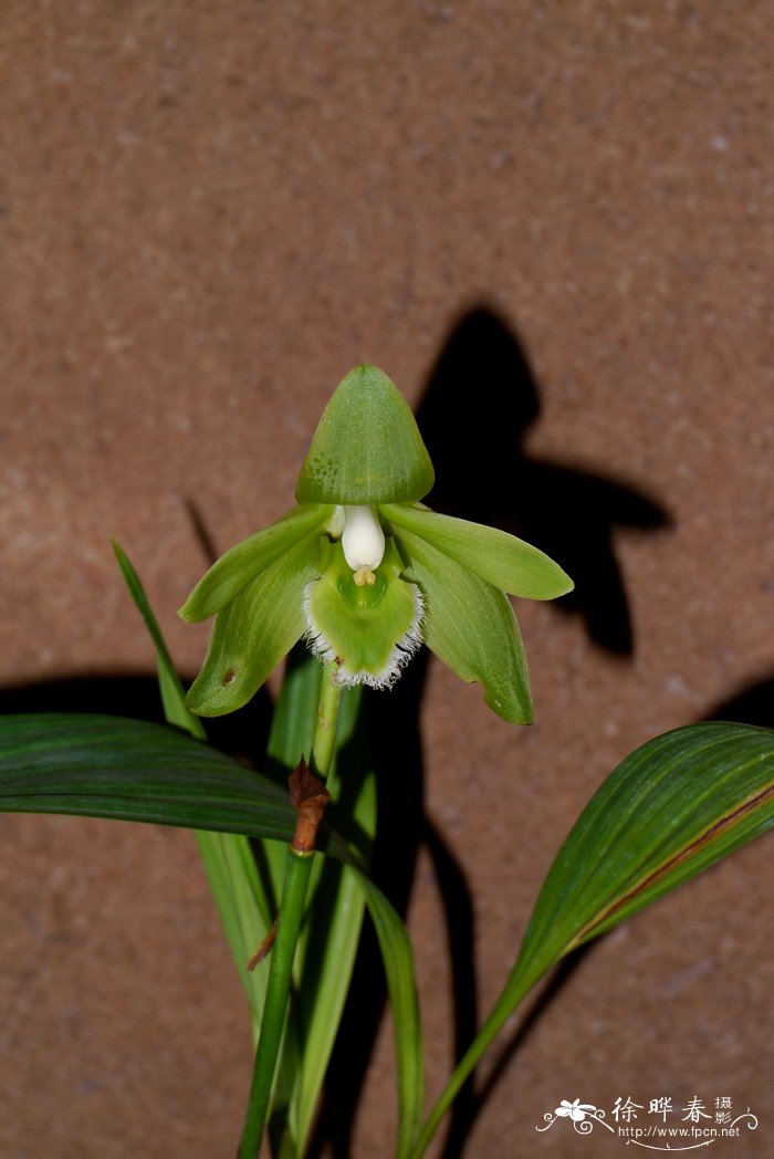 飞蝗兰Ida locusta