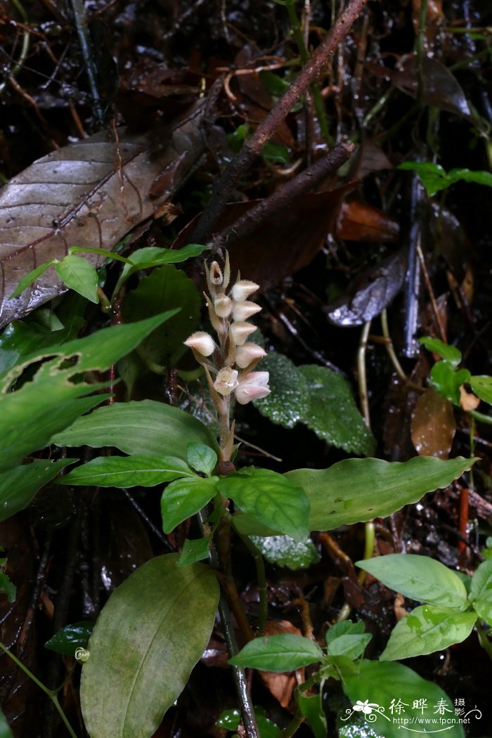 多叶斑叶兰 Goodyera foliosa