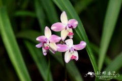 苞舌兰品种 Spathoglottis ‘Tropical Punch’