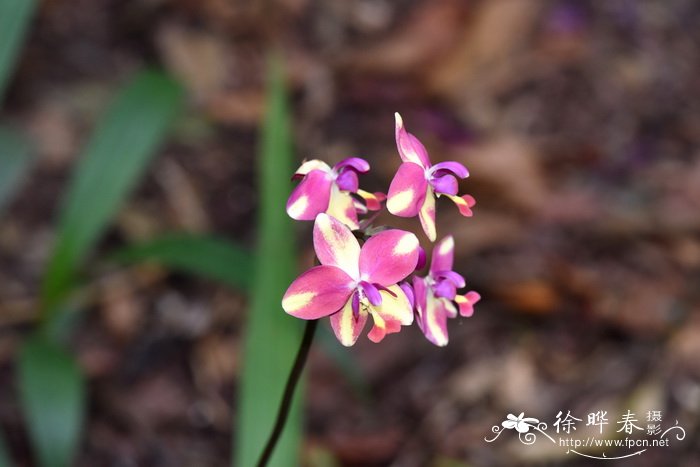 苞舌兰品种 Spathoglottis ‘Tropical Punch’