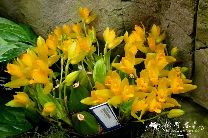 芳香薄叶兰Lycaste aromatica