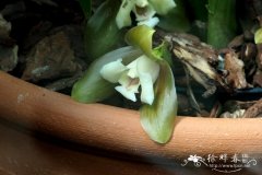 多里安薄叶兰 Lycaste dowiana