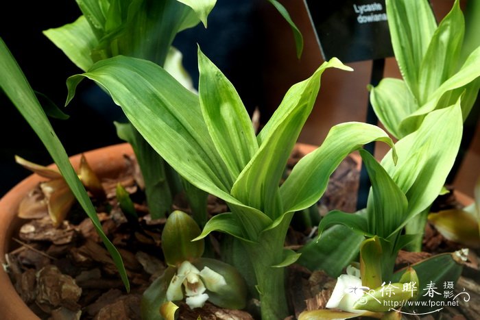 多里安薄叶兰 Lycaste dowiana