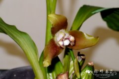 Lycaste marophylla