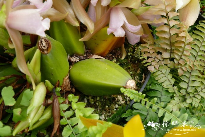 三色薄叶兰Lycaste tricolor