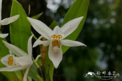 眼斑贝母兰Coelogyne corymbosa