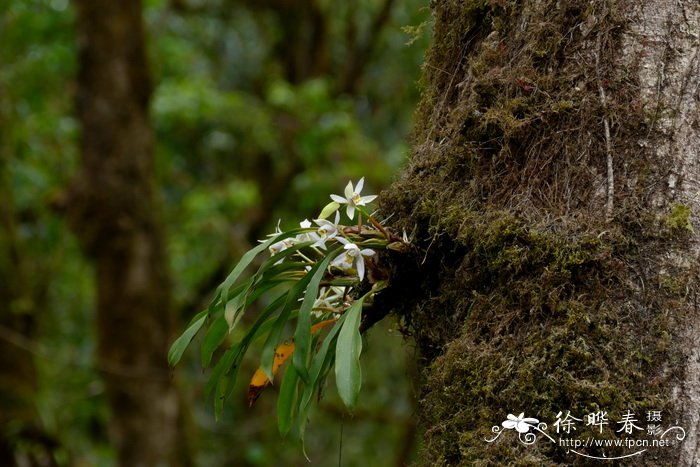 眼斑贝母兰Coelogyne corymbosa