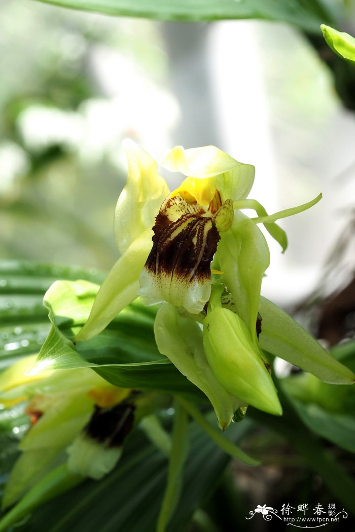 芳香贝母兰Coelogyne fragrans