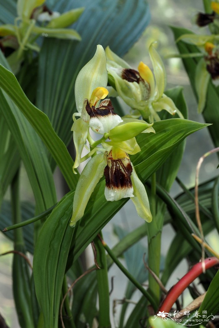 芳香贝母兰Coelogyne fragrans