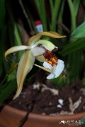 劳伦斯贝母兰Coelogyne lawrenceana