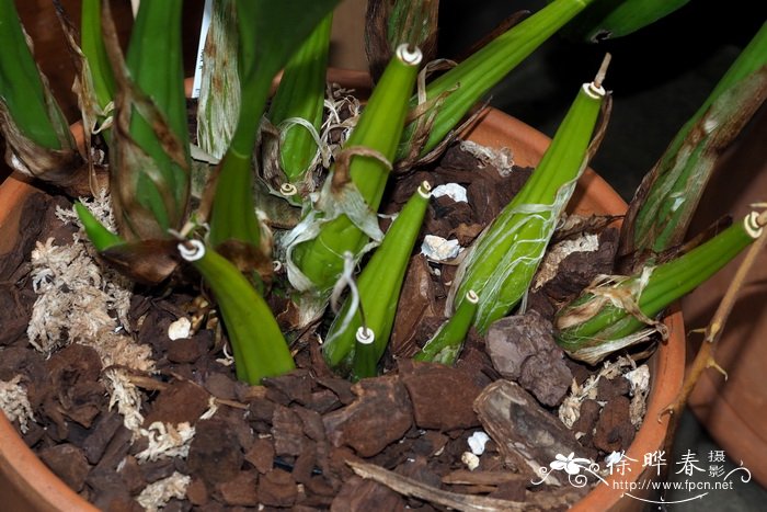 劳伦斯贝母兰Coelogyne lawrenceana