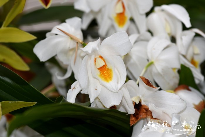 '韦斯特伯尔特' 摩尔贝母兰 Coelogyne mooreana 'Westonbirt'