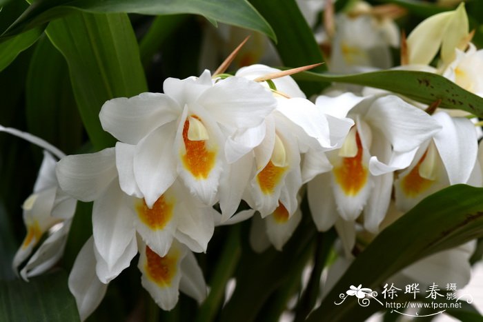 '韦斯特伯尔特' 摩尔贝母兰 Coelogyne mooreana 'Westonbirt'