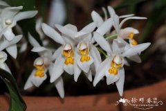 密茎贝母兰Coelogyne nitida