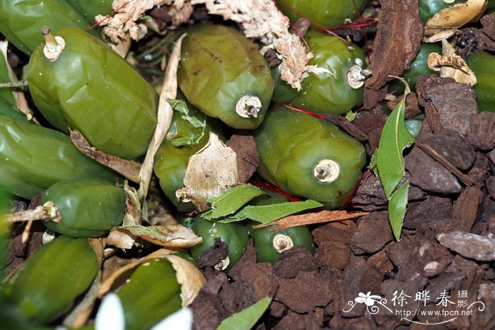 密茎贝母兰Coelogyne nitida