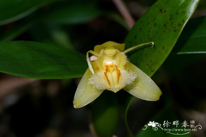 长鳞贝母兰Coelogyne ovalis