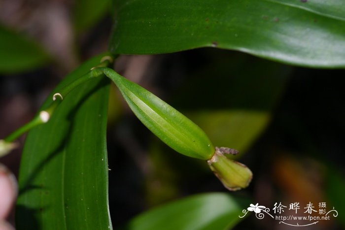 长鳞贝母兰Coelogyne ovalis