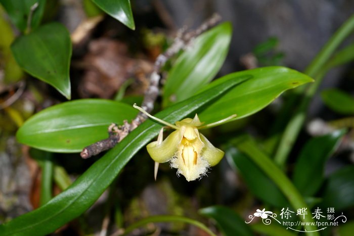 长鳞贝母兰Coelogyne ovalis