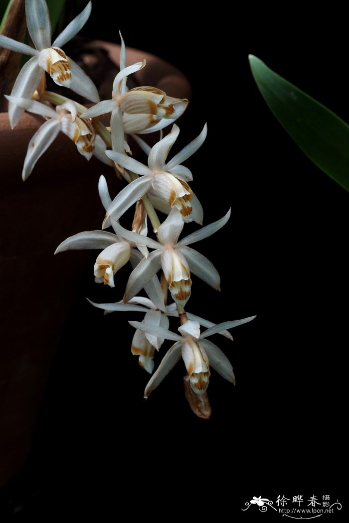 斯瓦比亚贝母兰Coelogyne swaniana