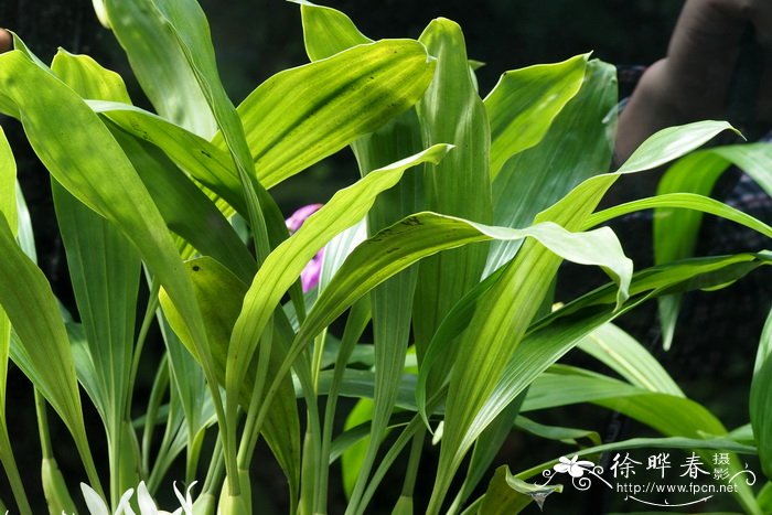 斯瓦比亚贝母兰Coelogyne swaniana