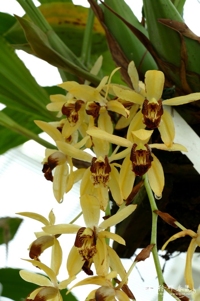 Coelogyne tomentosa