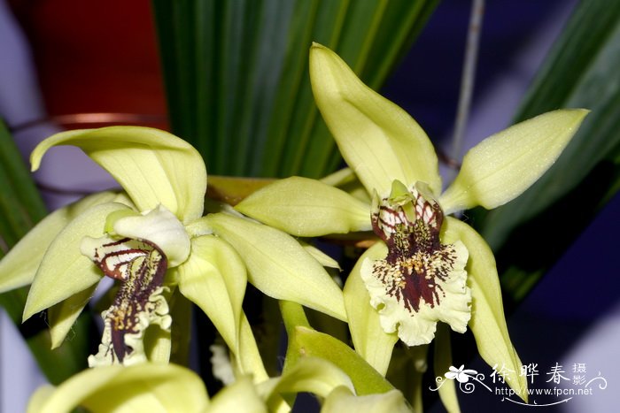 提琴贝母兰Coelogyne pandurata