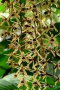 Coelogyne pulverula