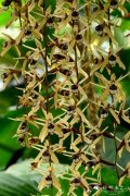 Coelogyne pulverula