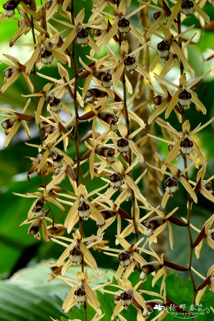 Coelogyne pulverula