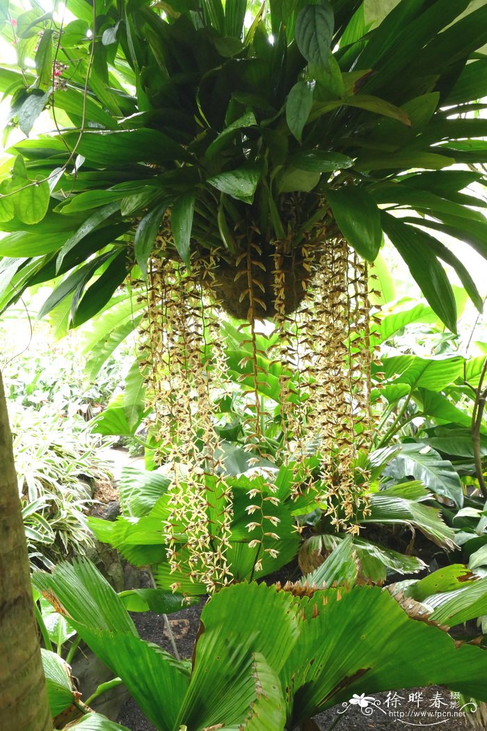 Coelogyne pulverula