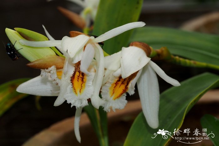 撕裂贝母兰Coelogyne sanderae