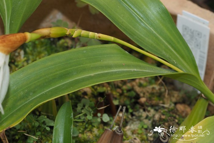 撕裂贝母兰Coelogyne sanderae