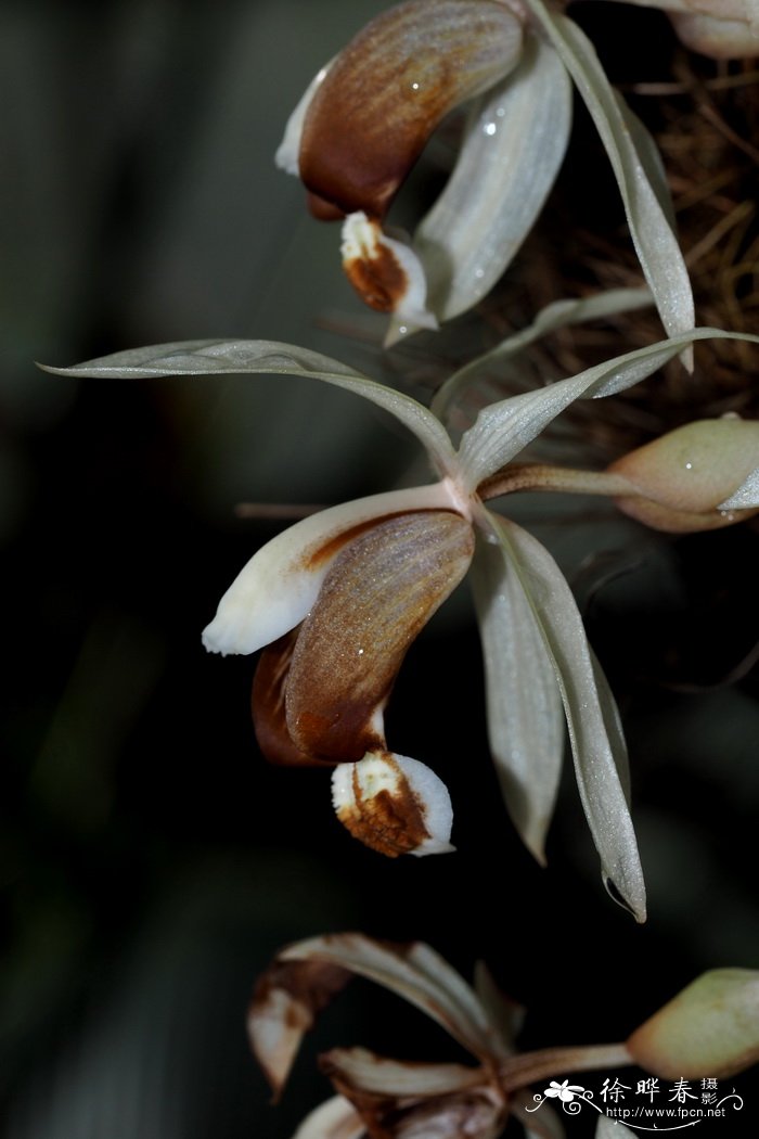 斯瓦比亚贝母兰Coelogyne swaniana