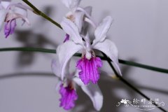 管叶槽舌兰Holcoglossum kimballianum