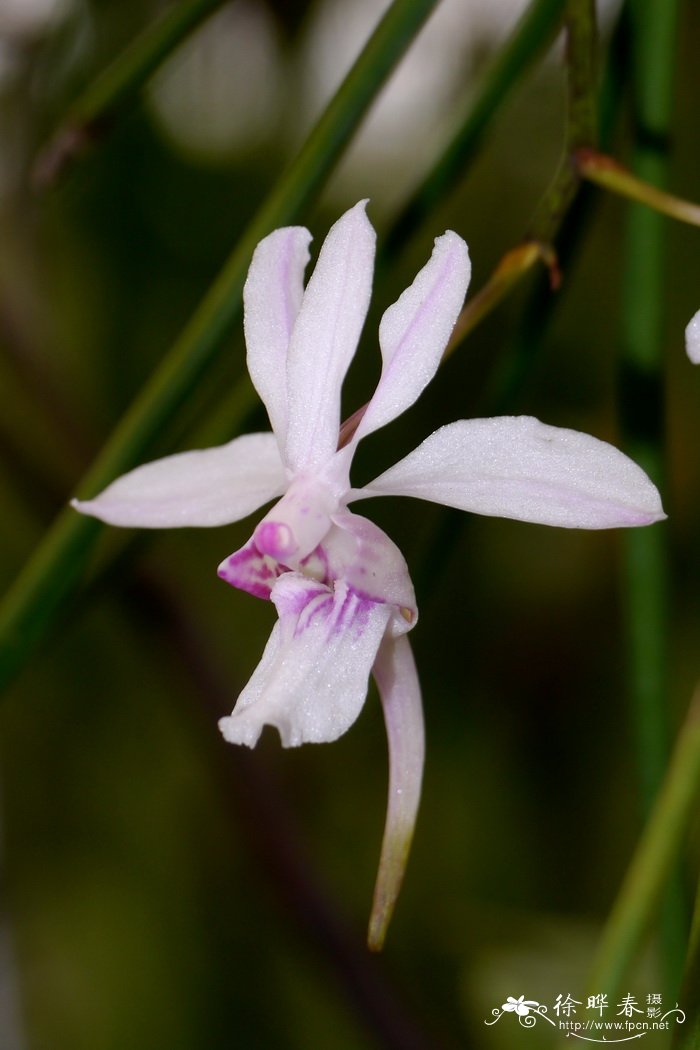 舌唇槽舌兰Holcoglossum lingulatum