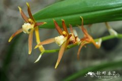 雅致垂芳兰Ada elegantula