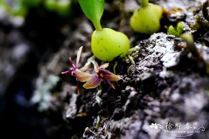 黄花大苞兰Sunipia andersonii