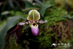 灰叶兜兰Paphiopedilum glaucophyllum