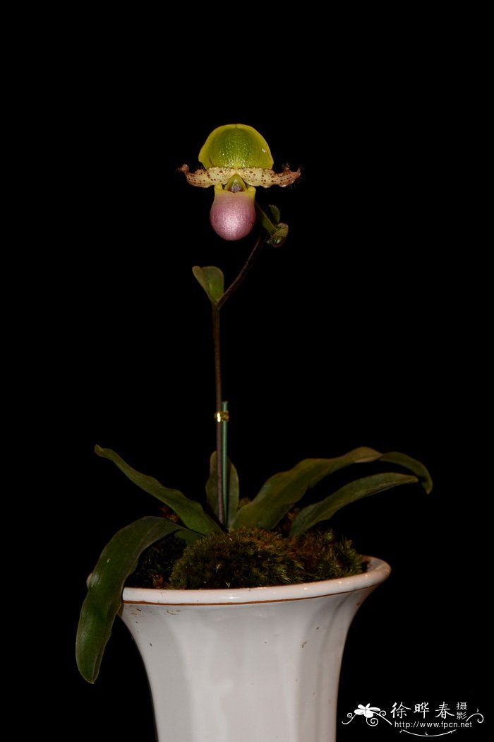 灰叶兜兰Paphiopedilum glaucophyllum