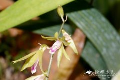 狭叶带唇兰Tainia angustifolia