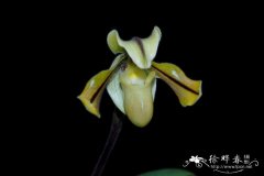 Paphiopedilum druryi