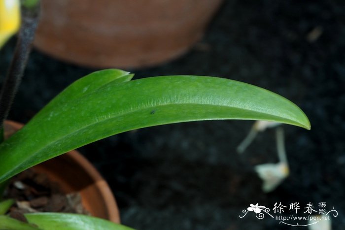 Paphiopedilum druryi