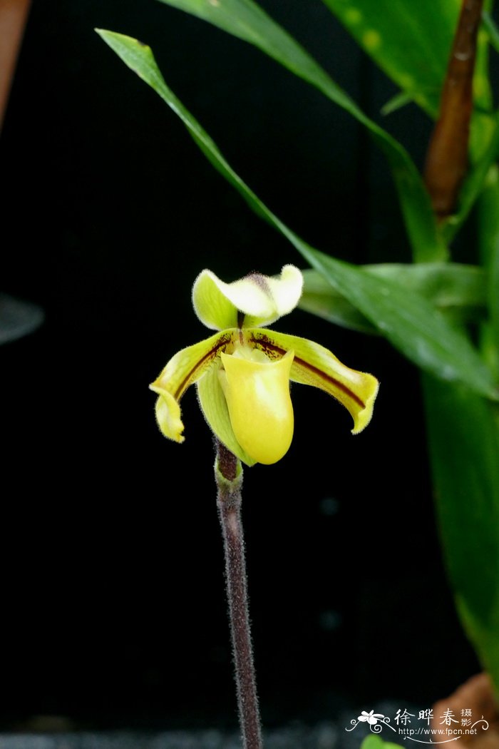 Paphiopedilum druryi