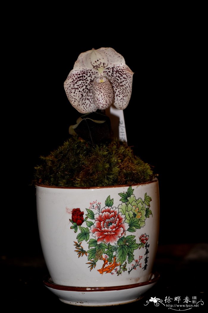 云南兜兰Paphiopedilum godefroyae