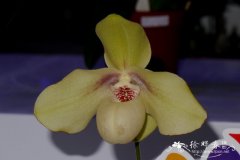 绿叶兜兰Paphiopedilum hangianum