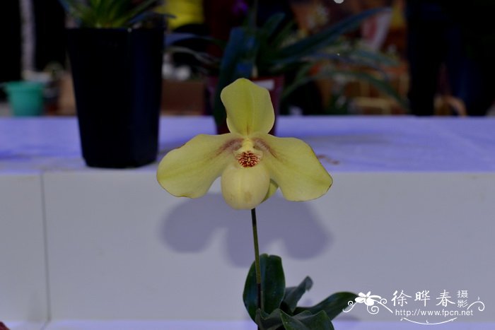 绿叶兜兰Paphiopedilum hangianum