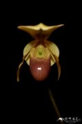 巧花兜兰 Paphiopedilum helenae