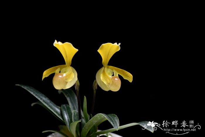 海伦兜兰Paphiopedilum helenae